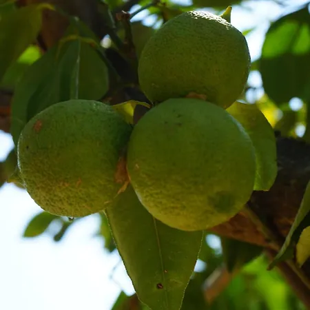 Lemoni 1, Andriani *